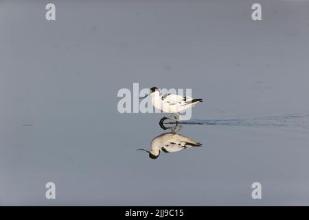 Eurasische Avocet Recurvirostra avosetta, Erwachsene watend mit Reflexion, RSPB Minsmere Nature Reserve, Suffolk, England, Juli Stockfoto