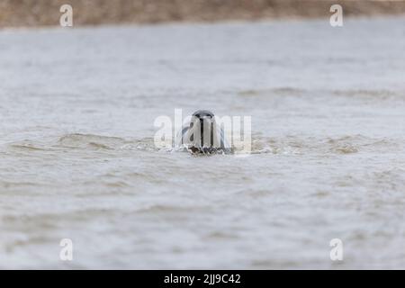 Robbe Phoca vitulina, Erwachsener, der durch flaches Wasser geht, Norfolk, England, Juli Stockfoto