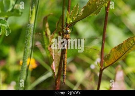 Norfolk Hawker Anaciaeschna isoceles, Erwachsene Libelle auf Vegetation, Suffolk, England, Juli Stockfoto