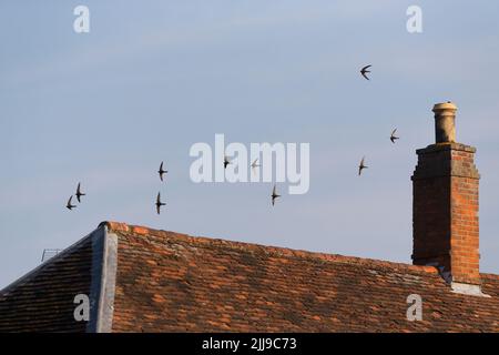 Gewöhnlicher flinker Apus apus, ausgewachsene Herde, die über Haus fliegt, Suffolk, England, Juli Stockfoto