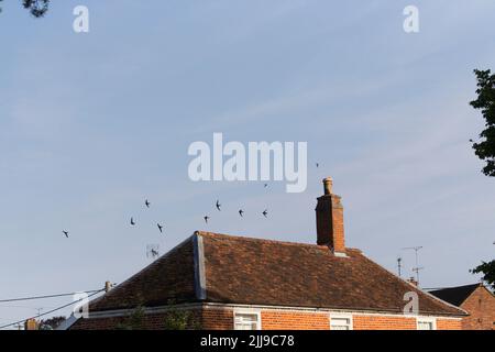 Gewöhnlicher flinker Apus apus, ausgewachsene Herde, die über Haus fliegt, Suffolk, England, Juli Stockfoto