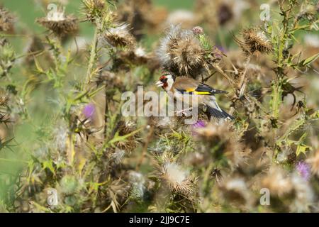 Europäische Stieglitz Carduelis carduelis, Erwachsene, Fütterung auf Thistle Samenköpfe, Schinken Wand RSPB Reservat, Somerset, UK, August Stockfoto