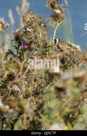 Europäische Stieglitz Carduelis carduelis, Erwachsene, Fütterung auf Thistle Samenköpfe, Schinken Wand RSPB Reservat, Somerset, UK, August Stockfoto