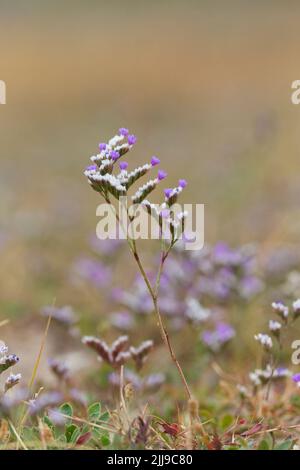 Gewöhnlicher Meereslavender Limonium vulgare, Pflanze, die auf Salzsumpfs wächst, Norfolk, Engalnd, Juli Stockfoto