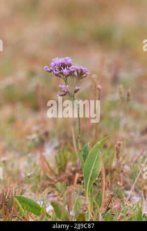 Gewöhnlicher Meereslavender Limonium vulgare, eine Pflanze, die auf Salzsumpfs wächst, Norfolk, Engalnd, Juli Stockfoto