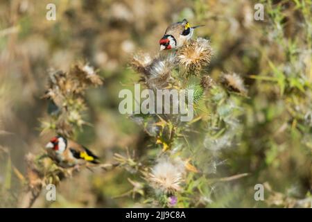 Europäische Stieglitz Carduelis carduelis, Erwachsene, Fütterung auf Thistle Samenköpfe, Schinken Wand RSPB Reservat, Somerset, UK, August Stockfoto