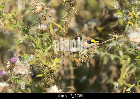 Europäische Stieglitz Carduelis carduelis, Erwachsene, Fütterung auf Thistle Samenköpfe, Schinken Wand RSPB Reservat, Somerset, UK, August Stockfoto