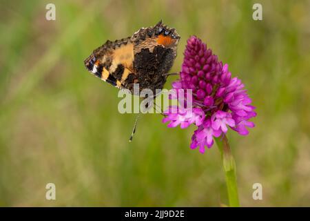 Detaillierte Nahaufnahme eines kleinen Tortoiseshell-Schmetterlings (Aglais urticae), der sich von einer pyramidenförmigen Orchidee ernährt (Anacamptis pyramidalis) Stockfoto