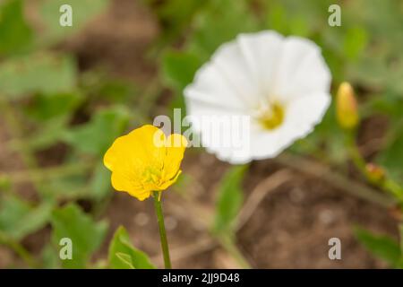 Detaillierte Nahaufnahme von schleichenden Butterblumen (Ranunculus repens) Stockfoto