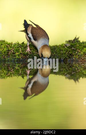 Hawfinch Coccothraustes Coccothraustes, Erwachsene, trinken aus Waldbecken, Tiszaalpár, Ungarn, Mai Stockfoto