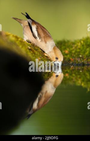 Hawfinch Coccothraustes coccothraustes, adultes Weibchen, trinkend aus Waldbecken, Tiszaalpár, Ungarn, Mai Stockfoto