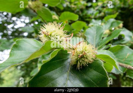 Detaillierte Nahaufnahme von Buchennüssen auf einer europäischen Buche (Fagus sylvatica), die auf der Salisbury Plain, Großbritannien, wächst Stockfoto