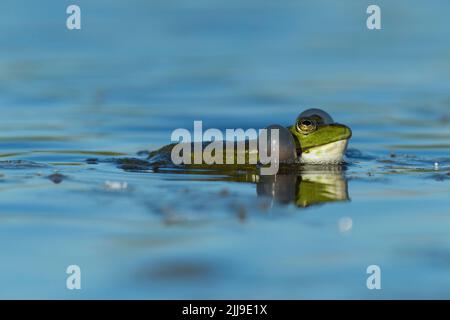 Marschfrosch Pelophylax ridibundus, Erwachsene, aufblasende Gesangsbeutel, Tiszaalpár, Ungarn, Mai Stockfoto