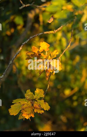 Englische Eiche Quercus robur, Blätter in Herbstfarben, Weston-Super-Mare, Somerset, UK, September Stockfoto