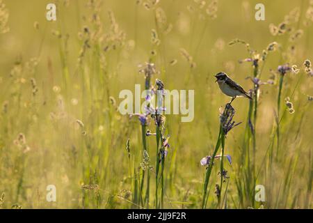 Whinchat Saxicola rubetra, erwachsener Rüde, Gesang von der Blume auf der Wiese, Tiszaalpár, Ungarn, Mai Stockfoto