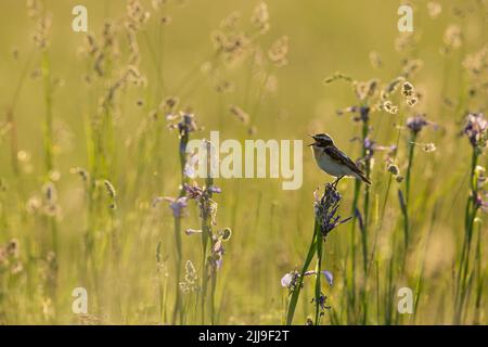 Whinchat Saxicola rubetra, erwachsener Rüde, Gesang von der Blume auf der Wiese, Tiszaalpár, Ungarn, Mai Stockfoto