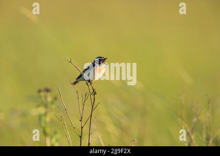 Whinchat Saxicola rubetra, erwachsenes Männchen, Gesang aus der Vegetation auf der Wiese, Tiszaalpár, Ungarn, Mai Stockfoto