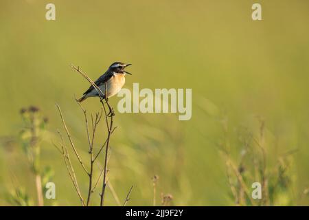 Whinchat Saxicola rubetra, erwachsenes Männchen, Gesang aus der Vegetation auf der Wiese, Tiszaalpár, Ungarn, Mai Stockfoto