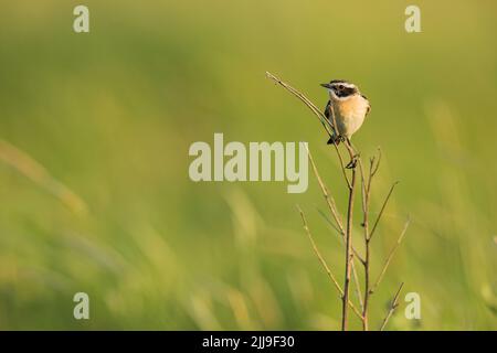 Whinchat Saxicola rubetra, erwachsenes Männchen, Gesang aus der Vegetation auf der Wiese, Tiszaalpár, Ungarn, Mai Stockfoto