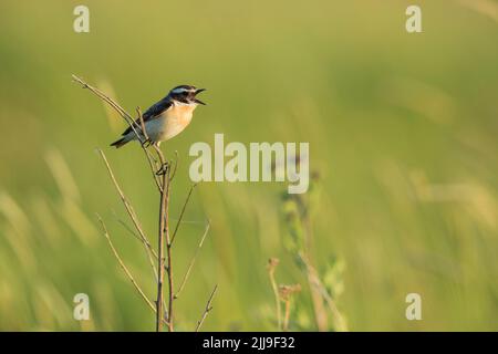 Whinchat Saxicola rubetra, erwachsenes Männchen, Gesang aus der Vegetation auf der Wiese, Tiszaalpár, Ungarn, Mai Stockfoto