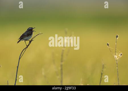 Whinchat Saxicola rubetra, erwachsenes Männchen, Gesang aus der Vegetation auf der Wiese, Tiszaalpár, Ungarn, Mai Stockfoto