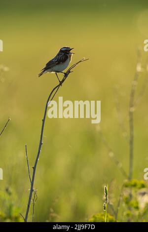 Whinchat Saxicola rubetra, erwachsenes Männchen, Gesang aus der Vegetation auf der Wiese, Tiszaalpár, Ungarn, Mai Stockfoto