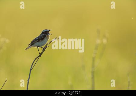 Whinchat Saxicola rubetra, erwachsenes Männchen, Gesang aus der Vegetation auf der Wiese, Tiszaalpár, Ungarn, Mai Stockfoto