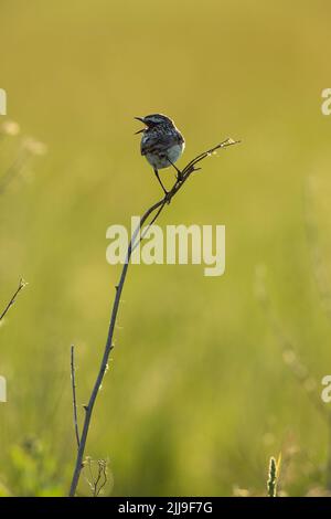 Whinchat Saxicola rubetra, erwachsenes Männchen, Gesang aus der Vegetation auf der Wiese, Tiszaalpár, Ungarn, Mai Stockfoto