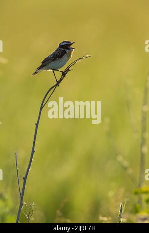 Whinchat Saxicola rubetra, erwachsenes Männchen, Gesang aus der Vegetation auf der Wiese, Tiszaalpár, Ungarn, Mai Stockfoto