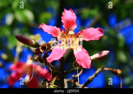 Blühende bunte Blume des Floss-Seidenbaums (Seidenfloss-Baum), Nahaufnahme von Rosa mit gelber Blume, die am Zweig des Floss-Seidenbaums blüht Stockfoto