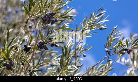 Olivenbaum Zweig mit schwarzen reifen Früchten darauf. Gesundes Leben und Frieden Symbol Konzept. Nahaufnahme, Unschärfe in der Natur, Himmelshintergrund. Stockfoto
