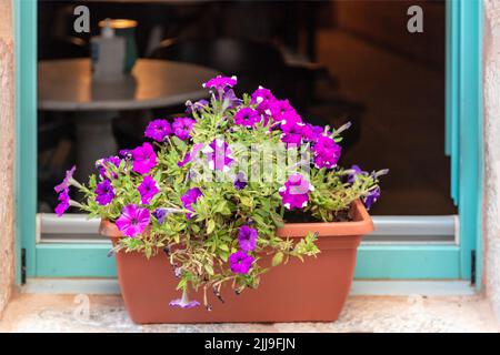 Petunia hybrida helle violette Blume in braunem Topf auf Fensterbank Hintergrund. Blühende, mehrjährige Pflanze mit grünem Blatt und bunten Blütenblättern Stockfoto