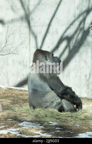 Eine vertikale Aufnahme einer Gorilla, die im Zoo auf dem Gras sitzt Stockfoto