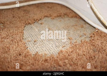 Schäden an Teppichmotten Stockfoto