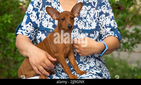 Ein Haustier auf der Straße. Eine Frau hält einen kleinen Hund in ihren Armen. Der Welpe ist ein Miniaturpinscher in seinen Händen. Stockfoto