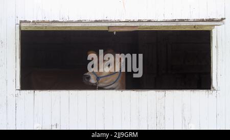 Eine Kuh schaut aus dem Fenster einer weißen Scheune. Stockfoto