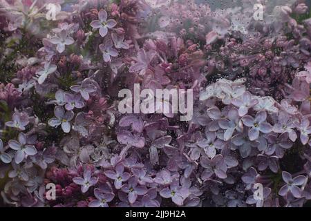 Schöner lila Hintergrund von Fliederblumen aus der Nähe hinter Glas mit Wassertropfen. Fliederblüten im Frühling. Stockfoto