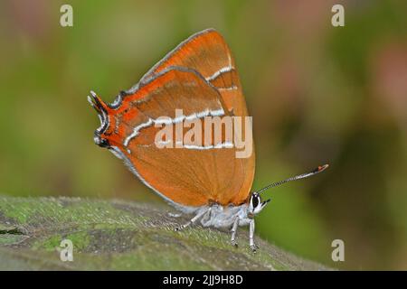 Weiblicher Brauner Haarstreak-Schmetterling, Gait Barrows, Cumbria, Großbritannien Stockfoto