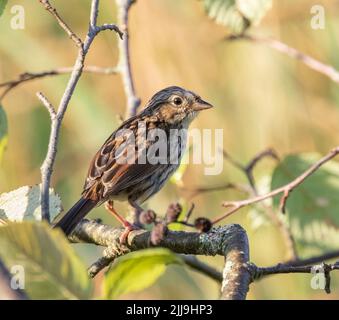 Eine Vesper Sparrow in einem Sumpfwald in Muskoka Stockfoto