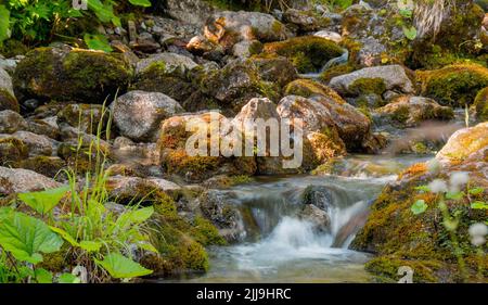 Ein Gebirgsbach in der Sonne. Ein Miniatur-Wasserfall. Moosbedeckte Steine. Grün von Bergpflanzen Stockfoto