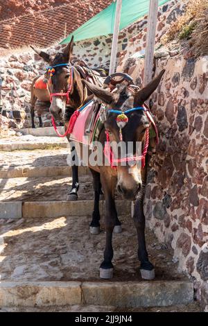 Esel und Maultiere tragen Touristen die vielen Stufen hinauf und hinunter zur Ammoudi Bay und zum Oia Village, Oia, Santorini, Griechenland Stockfoto