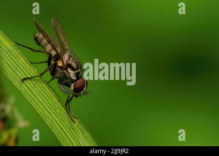 Eine Nahaufnahme einer Root-Maggot-Fliege oder Hylemya sp auf dem Blatt Stockfoto