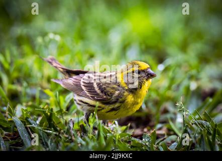 Männliche europäische Serin, die auf Gras forscht, Mallorca Stockfoto