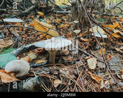 Eine Nahaufnahme einer gewöhnlichen Trichterpilzart zwischen gebrochenen Zweigen in einem Wald Stockfoto