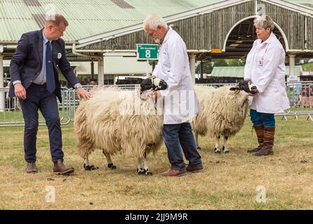 Great Yorkshire Show, Harrogate, Großbritannien. 15. Juli 2022. Die Beurteilung der rauen Fell Schafsklasse mit dem Richter Überprüfung der Fleece-Qualität. Horizontal. Cop Stockfoto