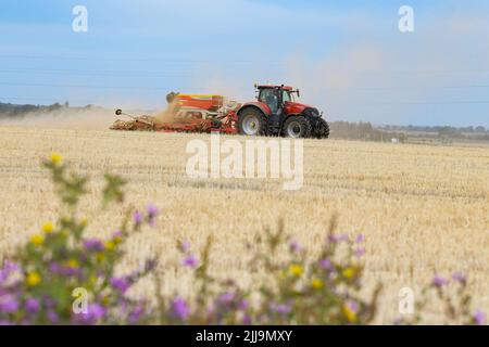 Roter Traktor und Saatbohrung Aussaat von Saatgut im Stoppelfeld, Kent England, Großbritannien Stockfoto