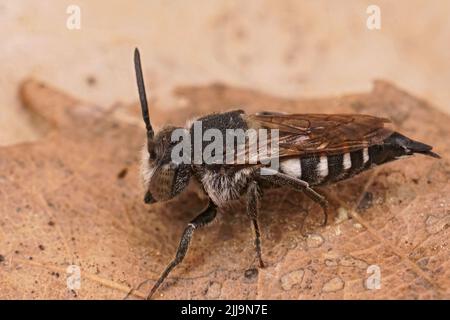 Detaillierte Nahaufnahme eines Weibchen der seltenen und lokal gefährdeten großen Schwanzbiene, Coelioxys conoidea an der belgischen Küste Stockfoto