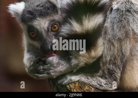Ein Lemur schaut in das Objektiv der Kamera, wenn er sich aufmacht. Stockfoto