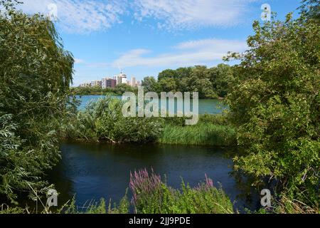 Walthamstow Wetlands im Sommer, North London, Großbritannien, mit neuen Wohnungen in der Ferne Stockfoto