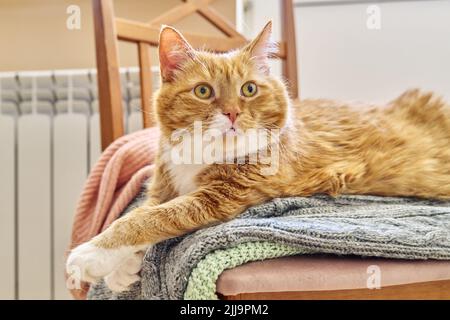 Große rote lustige Katze warm halten im Herbst Winter kalte Jahreszeit in der Nähe Heizung Heizkörper Stockfoto